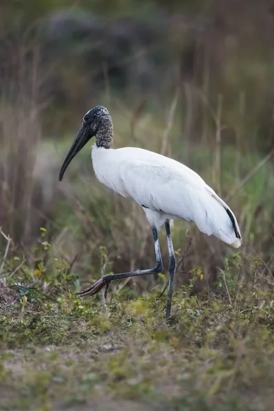 Gran Garza Blanca Ardea Cinerea — Foto de Stock