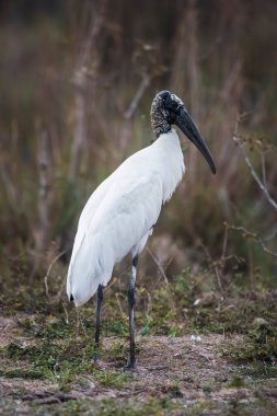 Jabir sulak arazide, Jabiru bakterisi, Pantanal, Mato Grosso Brezilya. 