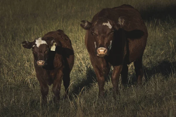 Cattle Raising Natural Pastures Pampas Countryside Pampa Province Patagonia Argentina — Stock Photo, Image