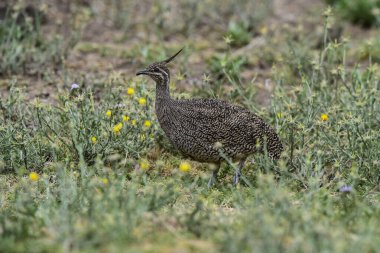 Zarif armalı tinamou, Eudromia elegans, Pampas çayır çevresi, La Pampa bölgesi, Patagonya, Arjantin.