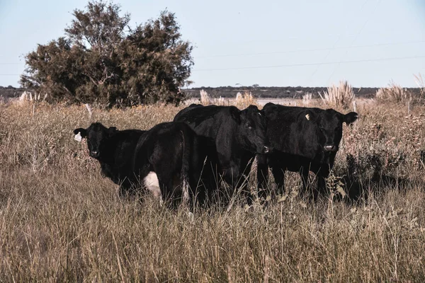 Elevage Bovins Avec Pâturages Naturels Dans Campagne Pampas Province Pampa — Photo