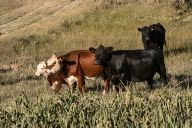 Pampas kırsalında doğal çayırlarda sığır yetiştirme, La Pampa Eyaleti, Patagonya, Arjantin.