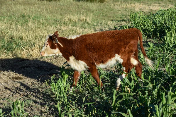 Ganadería Con Pastos Naturales Campiña Pampeana Provincia Pampa Patagonia Argentina —  Fotos de Stock