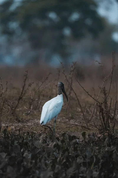 Jabir Wetland Omgeving Jabiru Mycteria Pantanal Mato Grosso Brazilië — Stockfoto