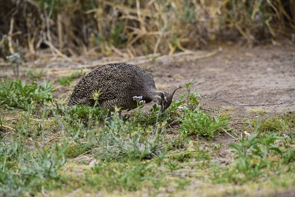 Zarif Armalı Tinamou Eudromia Elegans Pampas Çayır Çevresi Pampa Bölgesi — Stok fotoğraf