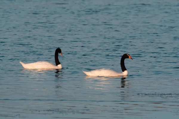 Cygne Cou Noir Nageant Dans Lagon Province Pampa Patagonie Argentine — Photo