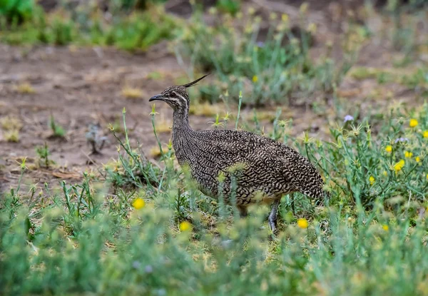 Elegante Tinamou Crestato Eudromia Elegans Ambiente Prati Pampas Provincia Pampa — Foto Stock