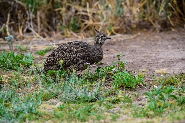 Tinamou Crista Elegante Eudromia Elegans Ambiente Pastagem Pampas Província Pampa — Fotografia de Stock