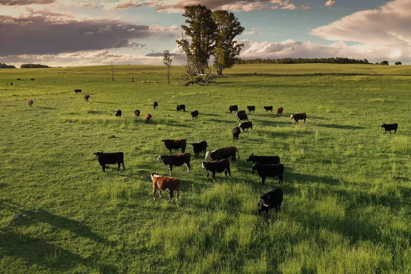 Hodowla Bydła Naturalnymi Pastwiskami Wsi Pampas Prowincja Pampa Patagonia Argentyna — Zdjęcie stockowe