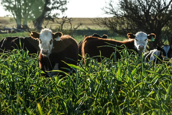 Allevamento Bovini Con Pascoli Naturali Nella Campagna Pampas Provincia Pampa — Foto Stock