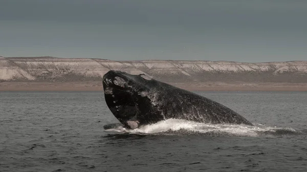 Baleine Sautant Dans Péninsule Valdes Sautant Près Puerto Madryn Patagonie — Photo