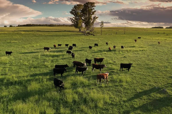 Criação Gado Com Pastagens Naturais Pampas Província Pampa Patagônia Argentina — Fotografia de Stock