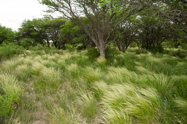 Paisagem Grama Floresta Calda Província Pampa Patagônia Argentina — Fotografia de Stock