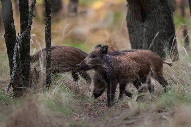 Bir su birikintisinde yaban domuzu sürüsü, Chaco Ormanı, La Pampa ili, Patagonya, Arjantin.