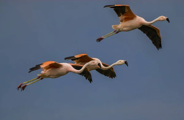 Rebaño Flamencos Vuelo Provincia Pampa Patagonia Argentina — Foto de Stock