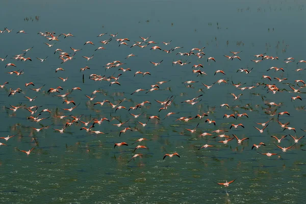 Flamingos Schwärmen Einer Salzigen Lagune Provinz Pampa Patagonien Argentinien — Stockfoto