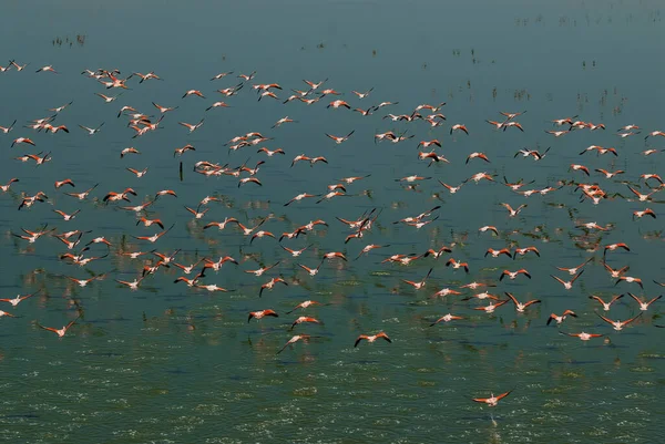 Flamingos Flock Salty Lagoon Pampa Province Patagonia Argentina — Stock Photo, Image