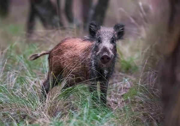 Wildschweinherde Einem Wasserloch Chaco Forest Provinz Pampa Patagonien Argentinien — Stockfoto