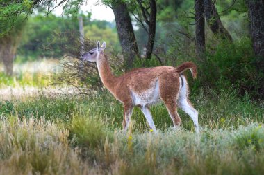 Guanaco, Lama Guanicoe, Luro Park, La Pampa Eyaleti, La Pampa, Arjantin.