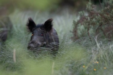 Bir su birikintisinde yaban domuzu sürüsü, Chaco Ormanı, La Pampa ili, Patagonya, Arjantin.