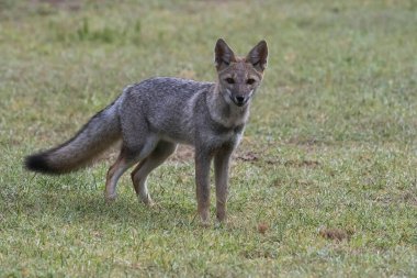 Pampas çimen ortamında Pampas Gri Tilkisi, La Pampa ili, Patagonya, Arjantin.