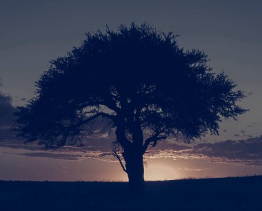 Kırsal alan, Buenos Aires bölgesi, Arjantin