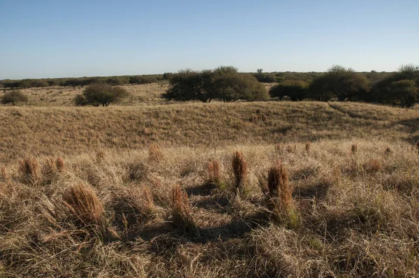 Pampas Grass Landscape Επαρχία Pampa Παταγονία Αργεντινή — Φωτογραφία Αρχείου