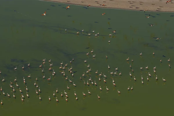 阿根廷 巴塔哥尼亚 拉潘帕省 弗拉明戈斯人聚集在咸咸的泻湖里 — 图库照片