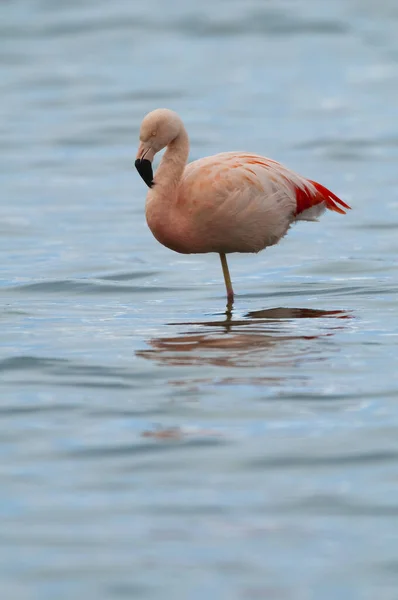 Flamingolar Tuzlu Bir Gölde Dinleniyor Pampa Eyaleti Patagonya Arjantin — Stok fotoğraf