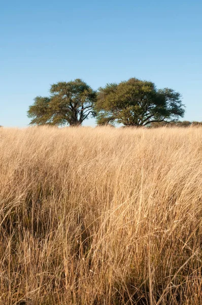 Pampas Graslandschap Provincie Pampa Patagonië Argentinië — Stockfoto