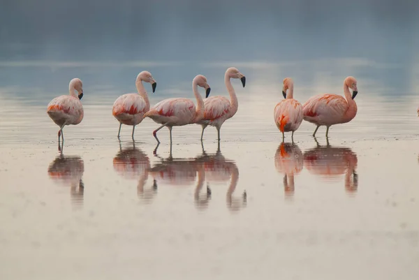 Flamingos Flock Salty Lagoon Pampa Province Patagonia Argentina — Stock Photo, Image