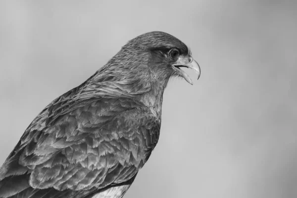 Caracara Şempango Portresi Pampa Ili Patagonya Arjantin — Stok fotoğraf