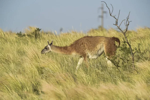 Guanaco Lama Guanicoe Luro Park Pampa Eyaleti Pampa Arjantin — Stok fotoğraf