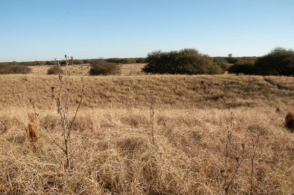 Pampas Paisagem Grama Província Pampa Patagônia Argentina — Fotografia de Stock