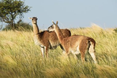 Guanaco, Lama Guanicoe, Luro Park, La Pampa Eyaleti, La Pampa, Arjantin.