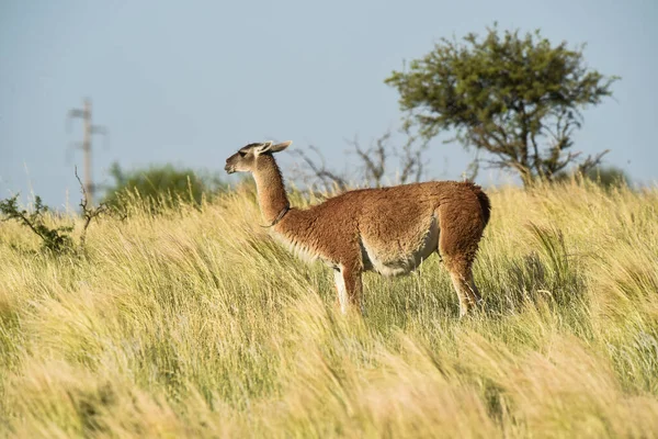 Guanaco Lama Guanicoe Parco Luro Provincia Pampa Pampa Argentina — Foto Stock