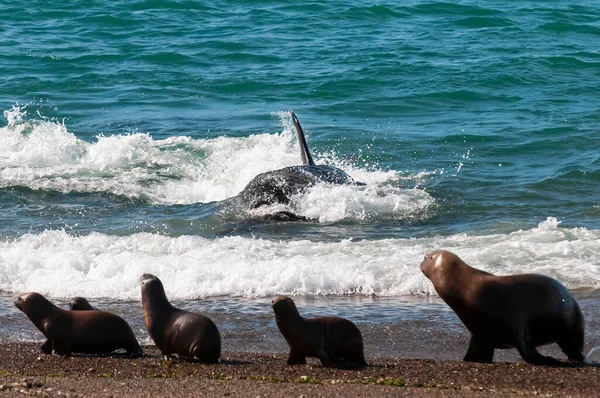 Orca Patrouilliert Der Küste Mit Einer Gruppe Seelöwen Vordergrund Halbinsel — Stockfoto