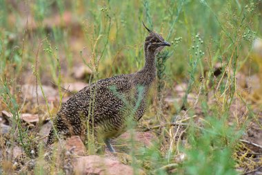Zarif armalı tinamou, Eudromia elegans, Pampas çayır çevresi, La Pampa bölgesi, Patagonya, Arjantin.