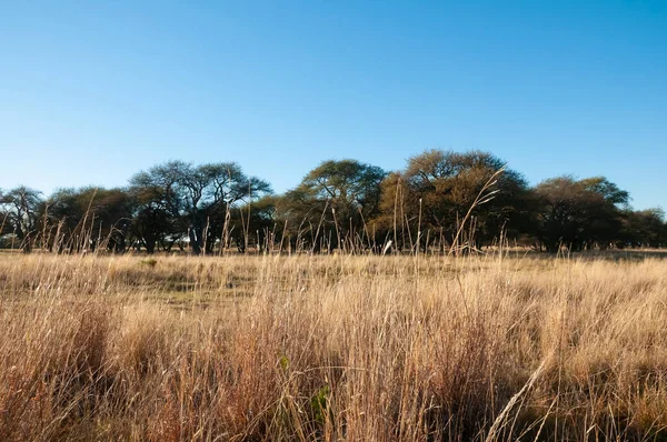 パンパ草の風景 パンパ州 パタゴニア アルゼンチン — ストック写真