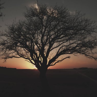 Şafak vakti Pampas, La Pampa Eyaleti, Patagonya, Arjantin 'de yoğun sis altında yapayalnız bir ağaç..