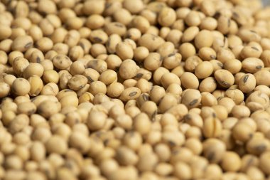 Dolar banknotları, madeni paralar ve soya fasulyeleri, oleaginöz meta değeri kavramı..