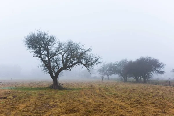 Arbre Solitaire Dans Brouillard Épais Aube Dans Paysage Pampas Province — Photo