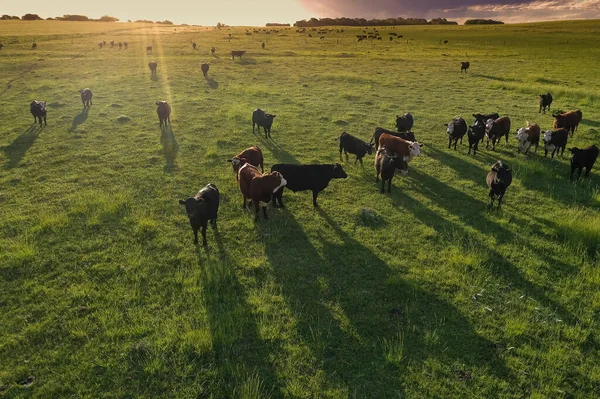 Aerial View Troop Steers Export Cattle Raised Natural Pastures Argentine — Stock Photo, Image