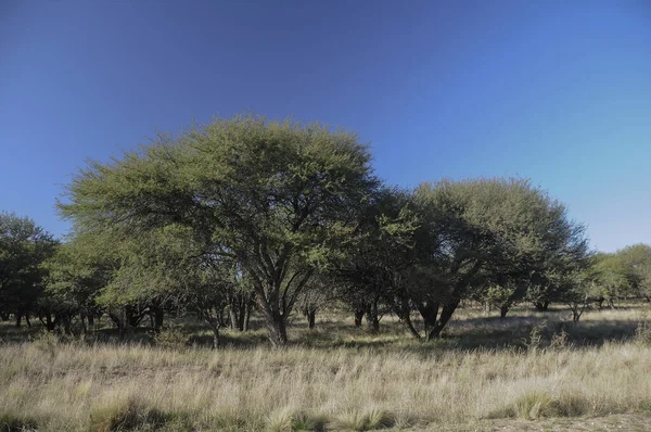 Pampas Paisagem Grama Província Pampa Patagônia Argentina — Fotografia de Stock