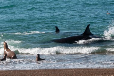 Orca ön planda bir grup deniz aslanıyla kıyı şeridinde devriye geziyor, Yarımada Valdes, Patagonya, Arjantin.