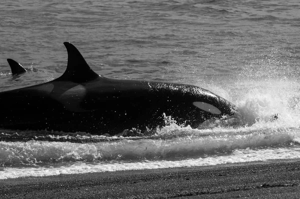 Orca Patrullando Costa Con Grupo Lobos Marinos Primer Plano Península —  Fotos de Stock