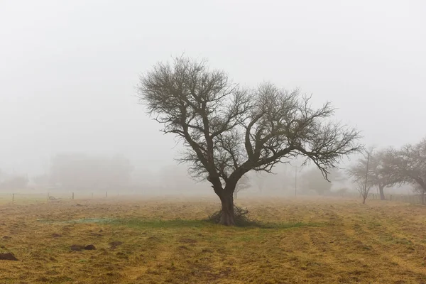 Arbre Solitaire Dans Brouillard Épais Aube Dans Paysage Pampas Province — Photo