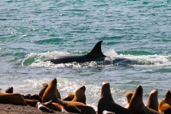 Orca与一群海狮在阿根廷巴塔哥尼亚Valdes半岛的海岸线上巡逻 — 图库照片