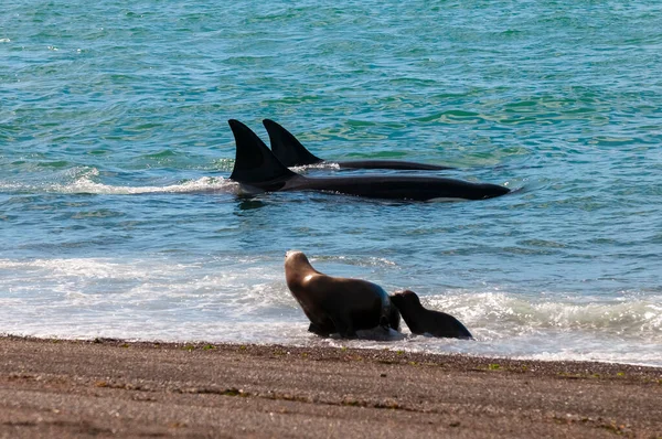 Orca Planda Bir Grup Deniz Aslanıyla Kıyı Şeridinde Devriye Geziyor — Stok fotoğraf