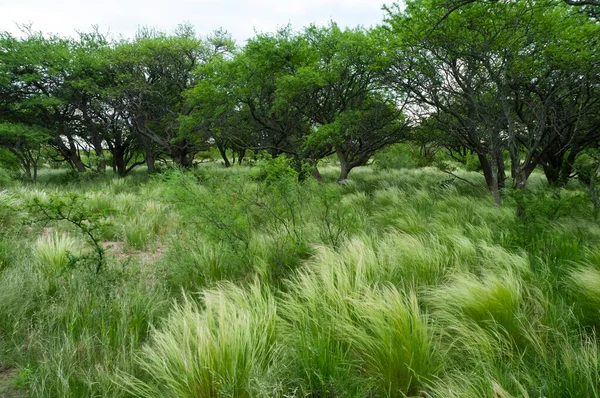 Calden Forest Landscape Geoffraea Decorticans Plants Pampa Province Patagonia Argentina — Fotografia de Stock